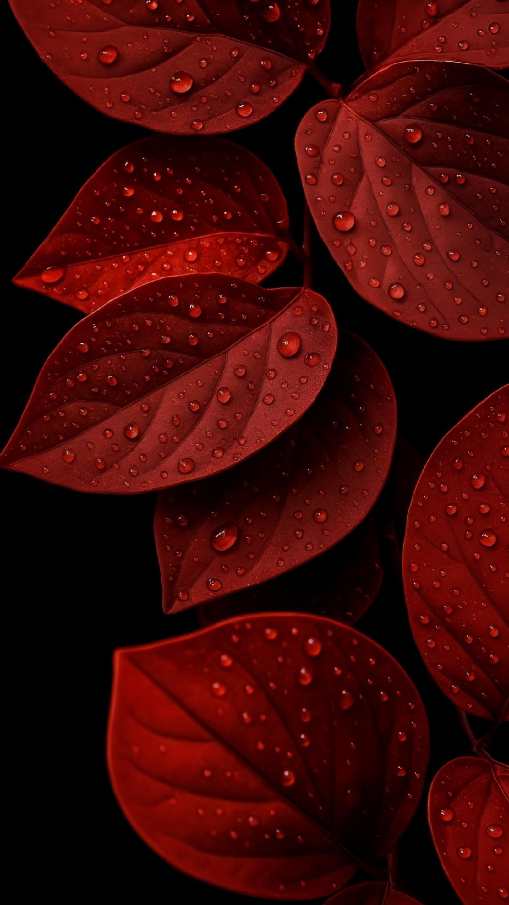Crimson Veins