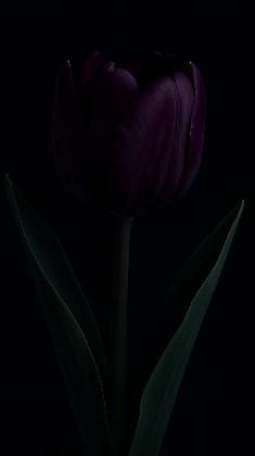 Purple Whisper