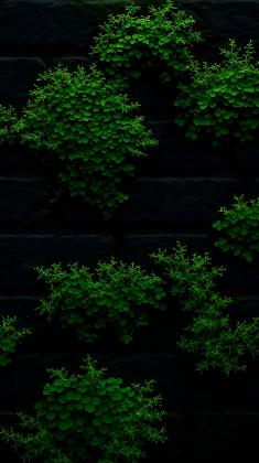 Midnight Moss