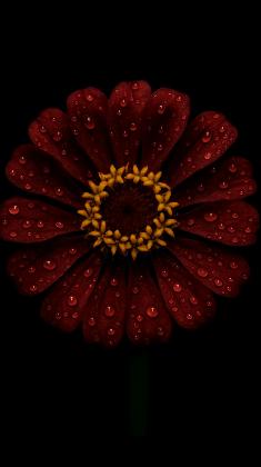 Nightfall Petal