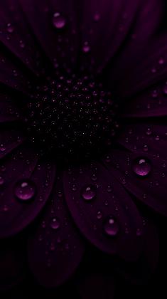 Midnight Blossom
