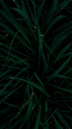 Whispering Dew